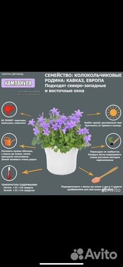 Кампанула Портеншлага жених