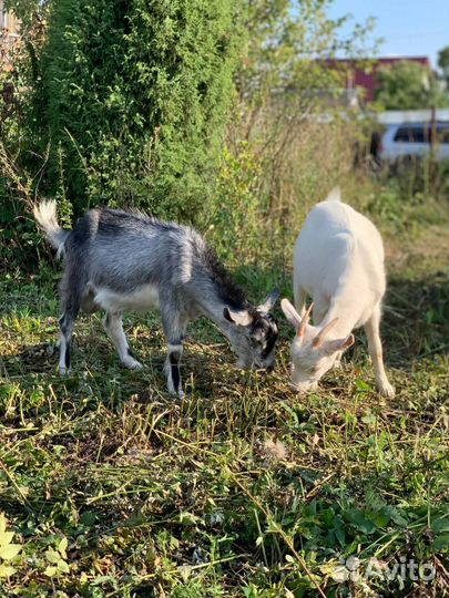 Коза и козел