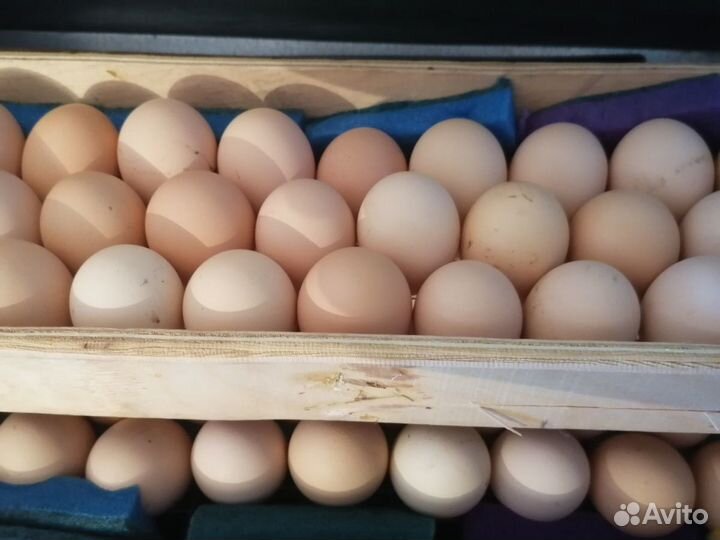 Инкубационное яйцо