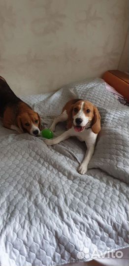 Передержка собак и кошек