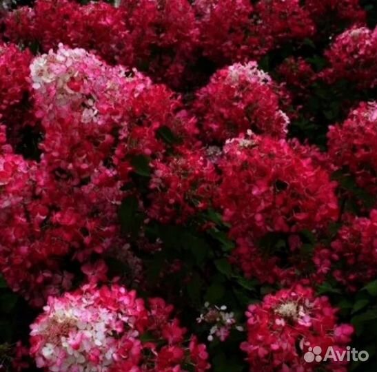 Гортензия метельчатая- сорт Diamand Rouge