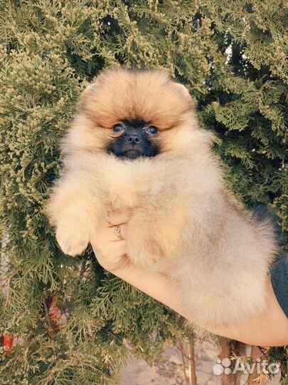 Супер мишки