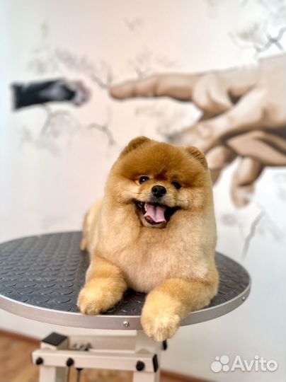 Грумер. Стрижка собак. Стрижка кошек. Груминг