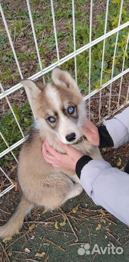 Сибирский хаски