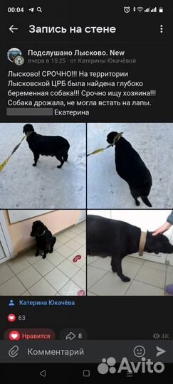 Собака в добрые руки