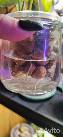 Сциндапсус пиктус