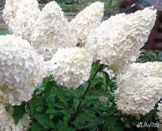 Гортензия метельчатая Polar Bear,p9