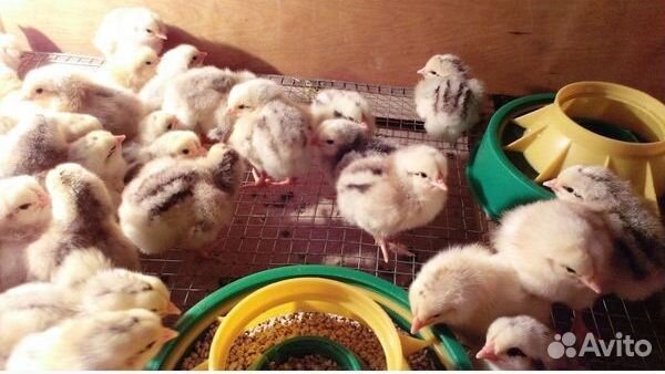 Цыплята Мастер Грей, Грис, Голошейка, Ред бро