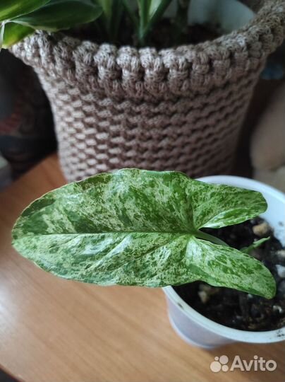 Сансевиерия Футура,Комнатные растения