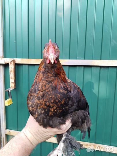 Петушок Маран