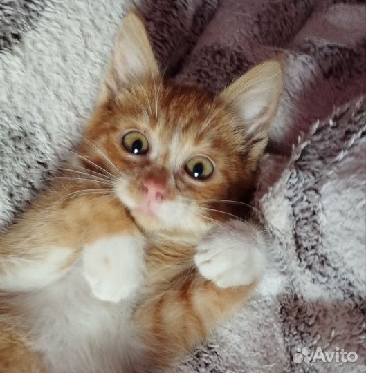Котёнок-мальчик в добрые руки