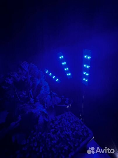 Фитолампа для растений