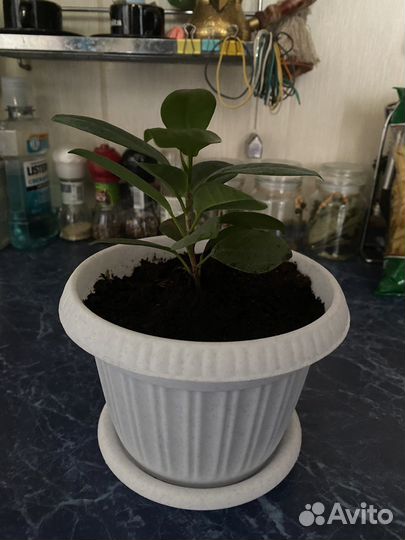 Фикус Панда редкий вид