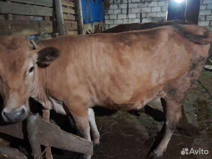 Телки на мясо