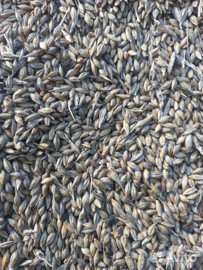 Продам ячмень