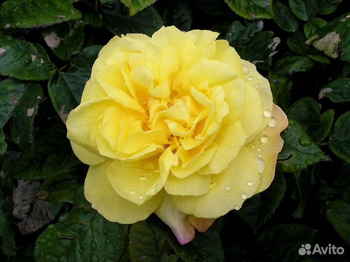 Саженцы роз оптом (450 сортов) - Люсия (Lichtkonig