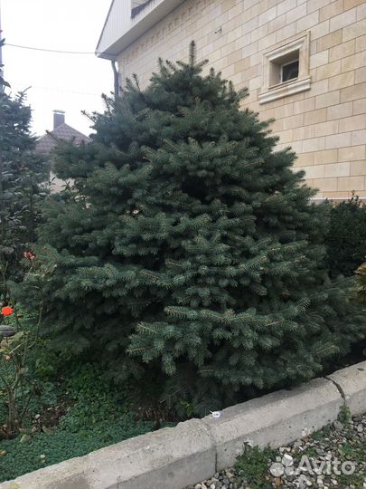 Голубая ель