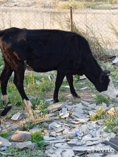 Корова телка