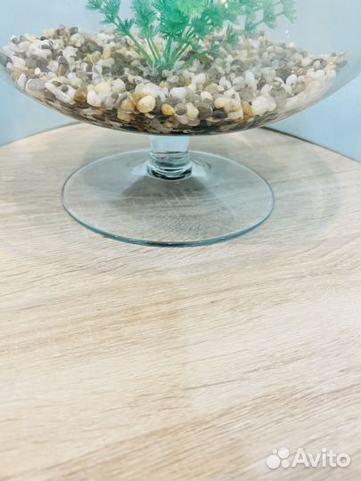 Аквариум в виде бокала