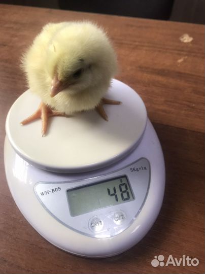 Суточные цыплята Ломан Браун