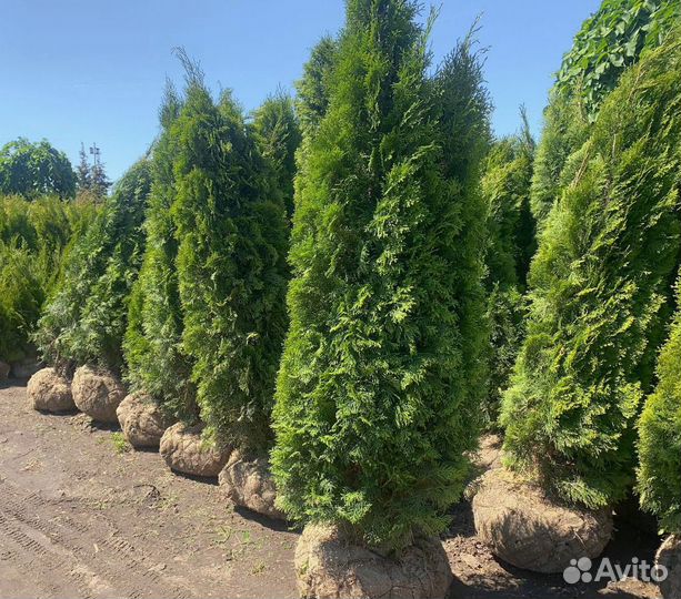 Туя смарагд, брабант, колумна, оптом