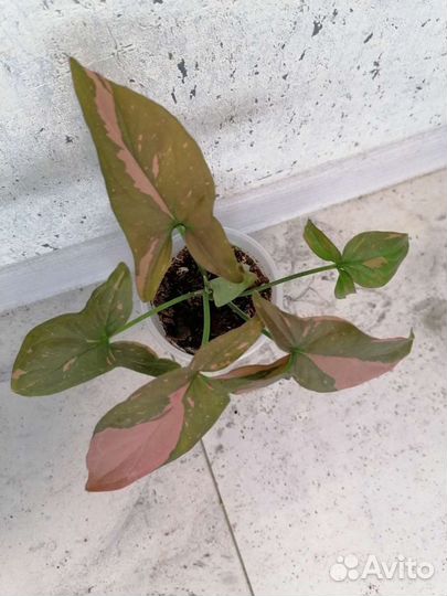 Сингониумы