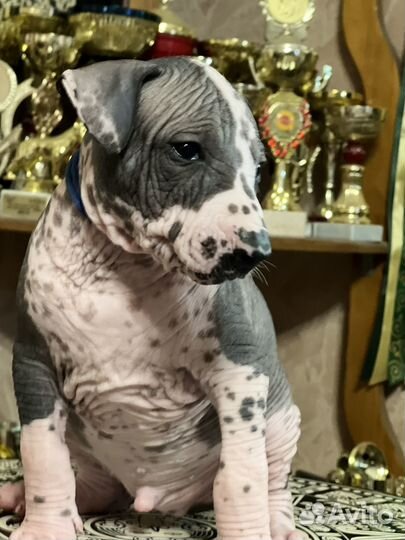 Красивущие щенки ксоло стандарт