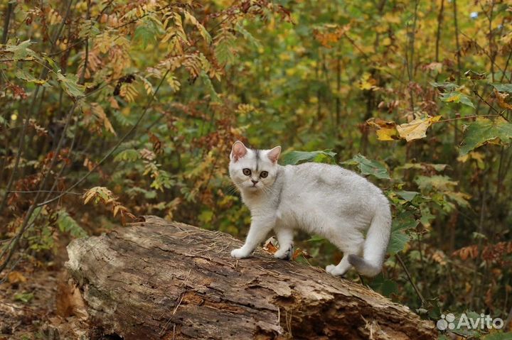 Котята серебристая шиншилла девочки