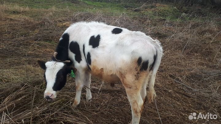 Продаётся быки