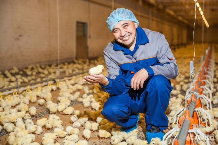 Разнорабочий на птицефабрику
