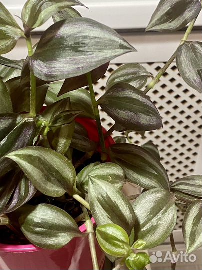 Традесканция Комнатные растения