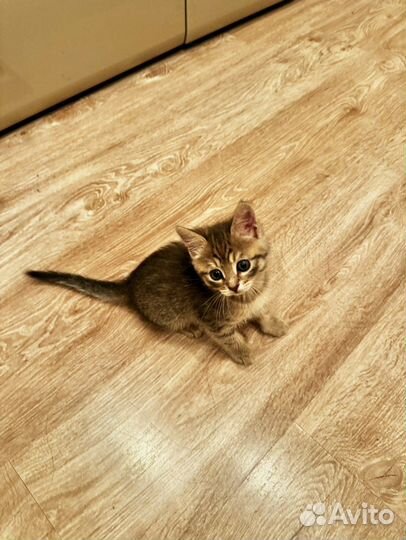 Отдам котенка в добрые руки