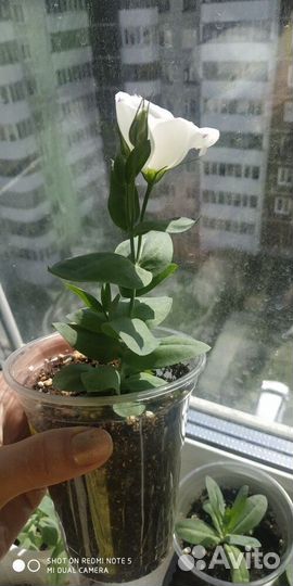 Продажа саженца эустомы