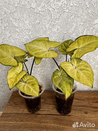 Сингониум батерфляй