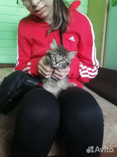 Котята