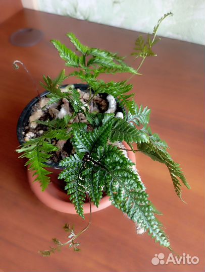 Папоротник давалия