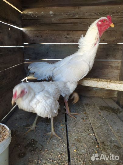 Бойцовые петухи