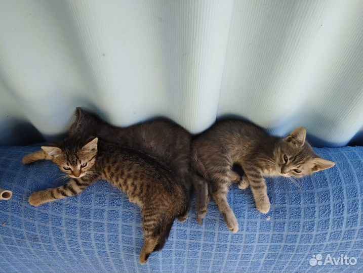 Кошки в добрые руки бесплатно