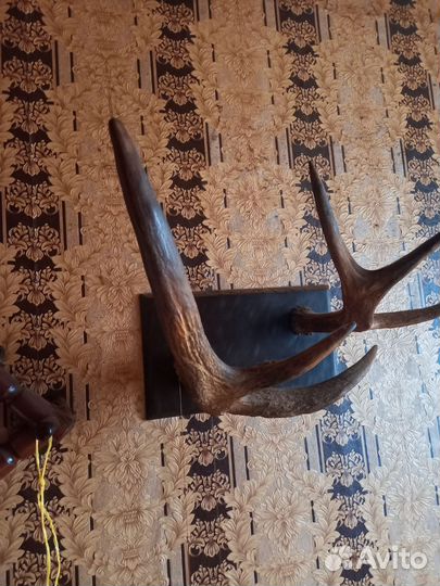 Лосиные рога