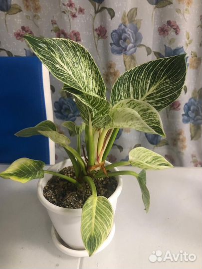 Филодендрон биркин