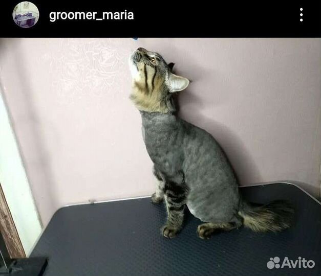 Стрижка кошек