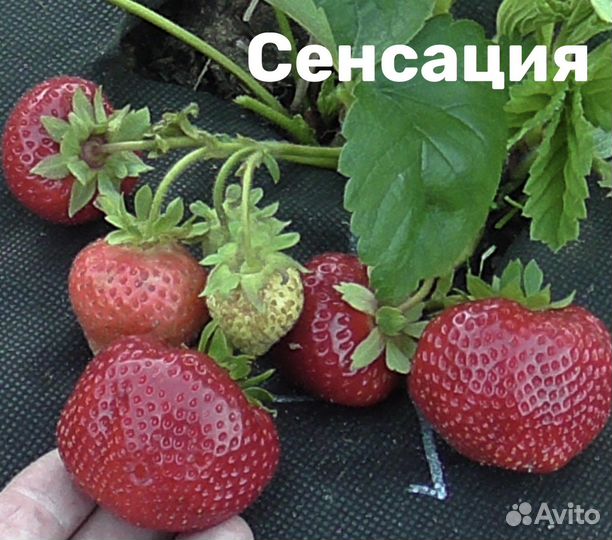 Клубника ксд летняя