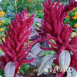 Амарант рассада