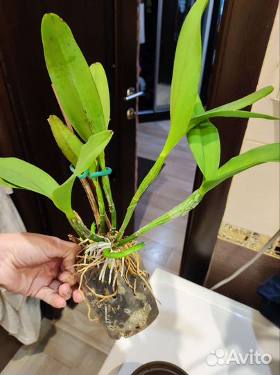 Cattlianthe Varut Startrack