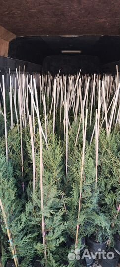 Кипарисовик лейланда