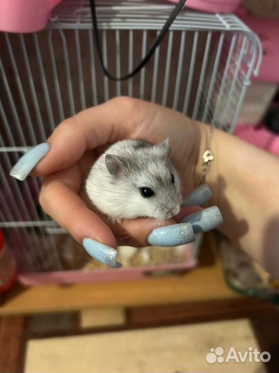 Джунгарский хомяк