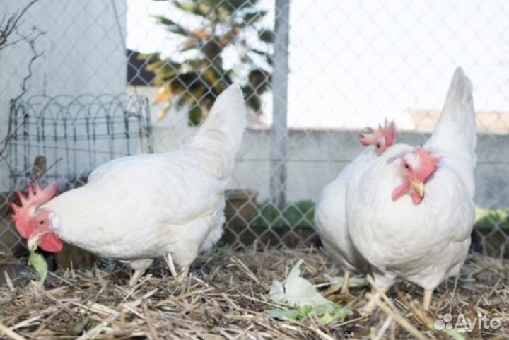 Куры несушки кучинская юбилейная