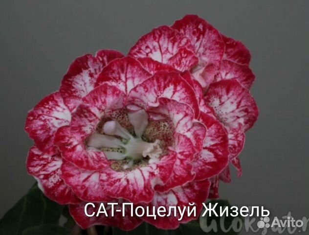 Сат-Глоксинии сортовые махровые