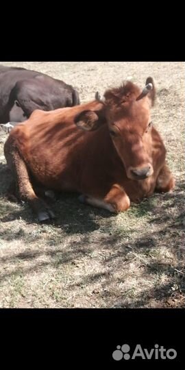 Первотёлка