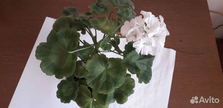 Пеларгония герань, белая